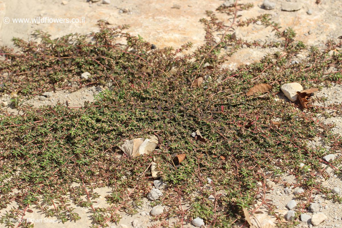 Euphorbia forskalii
